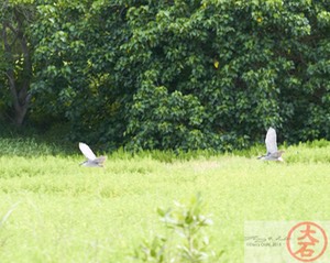 ‘Aukuʻu flight IMG_4727