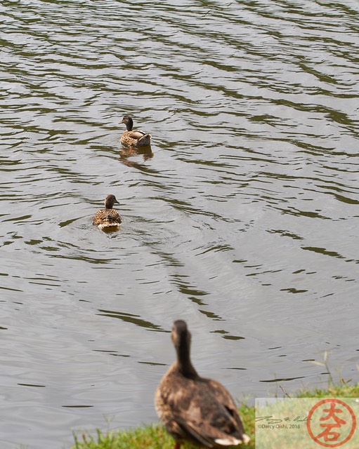 DuckDuckDuck4447