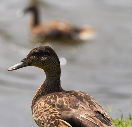 DuckReflections4443