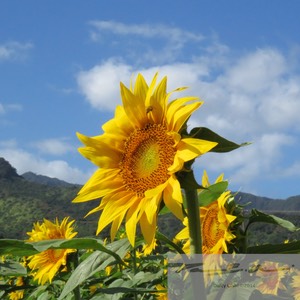 Sunflowers 5